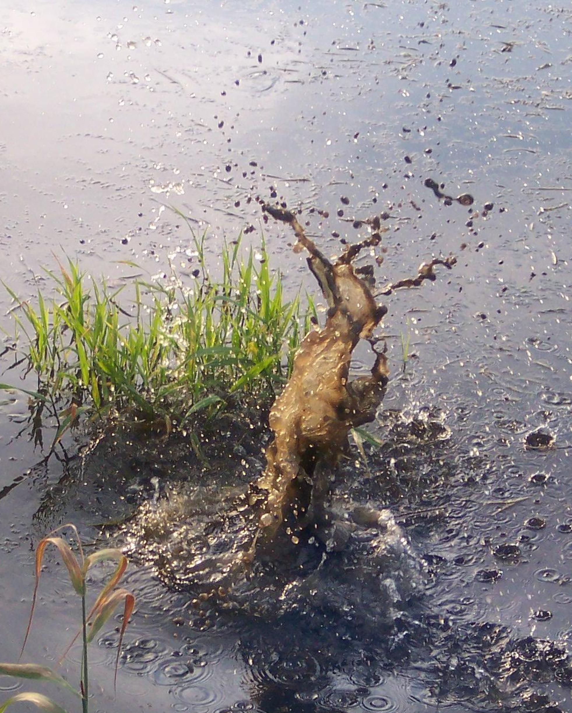 100_1099or.JPG